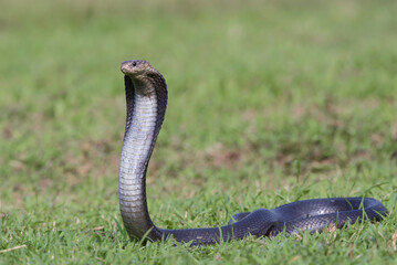 Fototapeta premium Javanese spitting cobra on a grassland