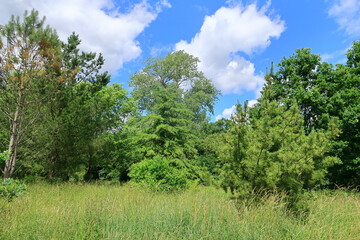 Fototapeta premium A scenic woodland landscape with pine trees and green grass