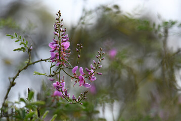 Rain drops on pink flowers of Australian native Indigofera australis, family Fabaceae on a winter morning in Sydney, New South Wales. Endemic to woodland and open forest in NSW, Qld, Vic, SA, WA, Tas - 621330799