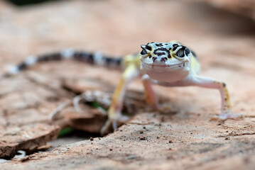 Baby leopard gecko on a tree log