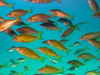 Fototapeta premium different colorful fish in the water