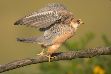 Red-footed falcon, western red-footed falcon - male with spread wings on yellow background. Photo from Kisújszállás in Hungary.