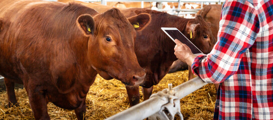 Animals health and condition control at livestock farm using wireless technology digital tablet and...