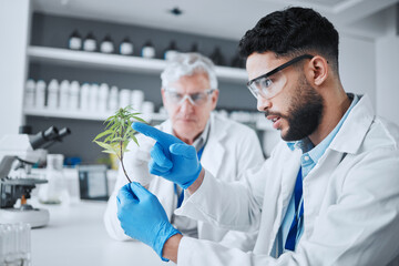 Science, cannabis and scientist with plant in laboratory for research, biology and study medicine....