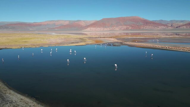 Drone footage of flamingos in the colorful Laguna Carachi Pampa in the deserted highlands of northern Argentina - traveling and exploring the Puna - natural look