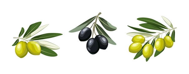 Vector illustration of black and green olives branch isolated on white background. Color set olives with leaves in cartoon and flat simple style. Design for olive oil, health care products.