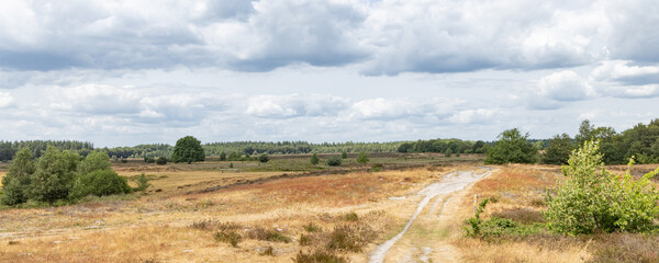 Heather landscape during the summer of nature park Molenveld near Exloo municipality Borger-Odoorn in The Netherlands