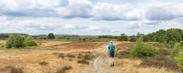 Hiking the Drenthe trail along heathland in nature park Molenveld in Exloo municipality...