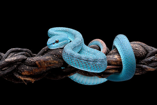 Lesser Sunda pit viper (Trimeresurus insularis) in black background