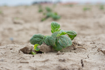 new born potato plant