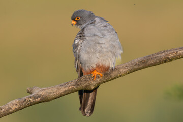 Red-footed falcon, western red-footed falcon - Falco vespertinus, female perched on yellow background. Photo from Kis&uacute;jsz&aacute;ll&aacute;s in Hungary