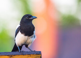 Magpie on the roof of a feeder