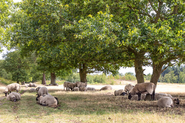Sheep under big oak tree hiding for the sun in nature park Molenveld in Exloo municipality...