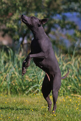 Young Xoloitzcuintle (Mexican hairless dog) posing outdoors jumping up on its back legs on a green grass with yellow flowers in summer