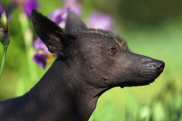 The portrait of a young Xoloitzcuintle (Mexican hairless dog) posing outdoors in a green grass with violet Iris flowers in summer