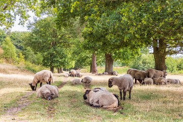 Sheep under big oak tree hiding for the sun in nature park Molenveld in Exloo municipality Borger-Odoorn in Drente The Netherlands