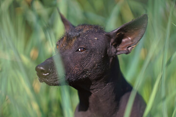 The portrait of a young Xoloitzcuintle (Mexican hairless dog) posing outdoors sitting in a green grass in summer