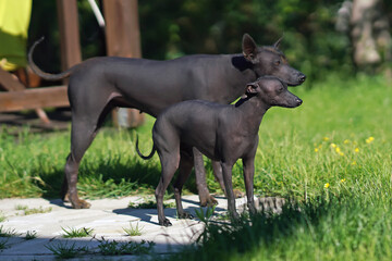 Two Xoloitzcuintle dogs or Mexican hairless dogs (miniature male and standard female) posing outdoors standing together on a tiled floor in a garden in summer