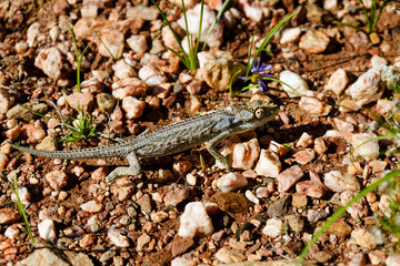 A chameleon crossing a gravel pathway in full sunlight in the Karoo Botanical Garden, Worcester, South Africa.