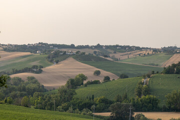 Fototapeta na wymiar Marche Region Countryside with grainfields