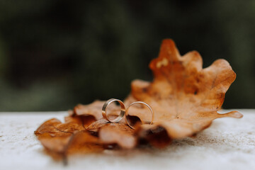 Photo of wedding rings against the background of yellowed oak leaves in autumn