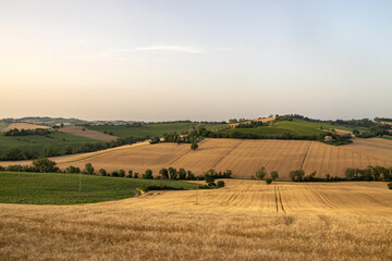 Fototapeta premium Marche Region Countryside with grainfields near Senigallia
