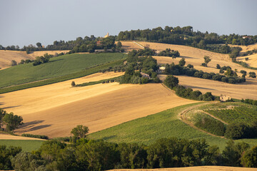 Marche Region Countryside with grainfields near San Marcello