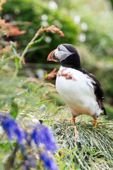 Atlantic puffin on Lunga Island, Treshnish Isles, Scotland, UK