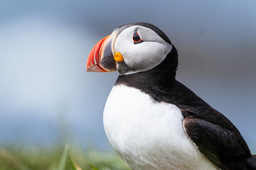 Atlantic puffin on Lunga Island, Treshnish Isles, Scotland, UK