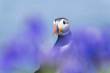 Atlantic puffin on Lunga Island, Treshnish Isles, Scotland, UK