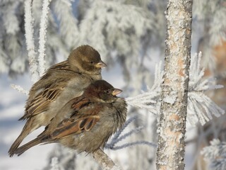 sparrow on snow