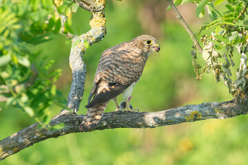Common kestrel, European kestrel, Eurasian kestrel or Old World kestrel - Falco tinnunculus perched at green background. Photo from Kisújszállás in Hungary.
