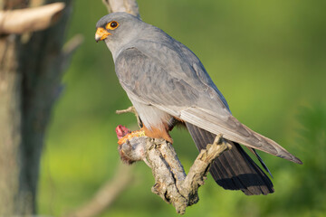 Ringed red-footed falcon, western red-footed falcon - female perched with mouse  at yellow background. Photo from Kisújszállás in Hungary.