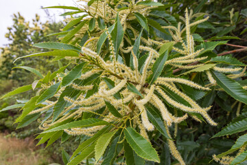 Blooming sweet chestnut tree along the road in Drenthe in The Netherlands