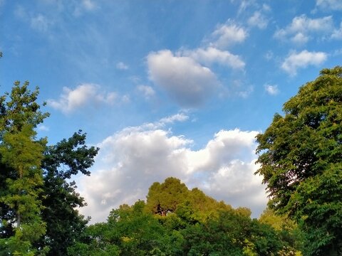 Cielo azul de primavera con varias nubles blancas y copas de &aacute;rboles de distintos colores de verdes, obscuro, amarillento en esquinas y borde