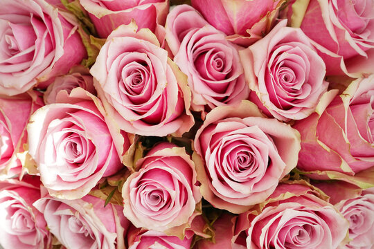 Bouquet of pink roses, top view. Beautiful, bright floral background. Close up.
