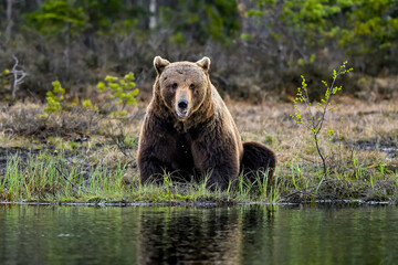 Male bear is sitting by the swamp lake.