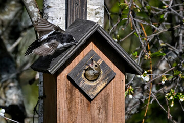 European pied flycatcher