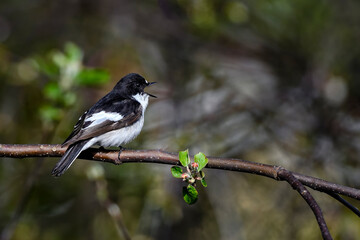 European pied flycatcher