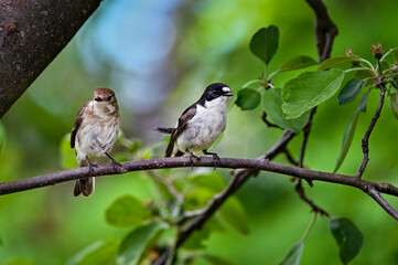 European pied flycatcher couple