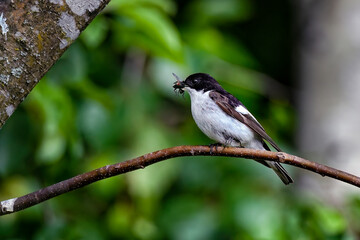 European pied flycatcher