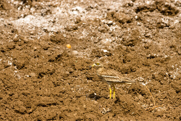 Alcaravan buscando alimento en un terreno agrícola en la isla de Gran Canaria, España