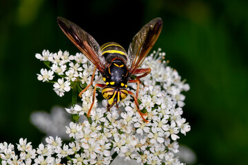 Spilomyia diophthalma