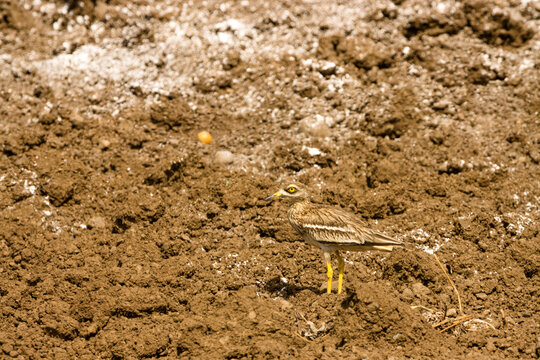 Alcaravan buscando alimento en un terreno agr&iacute;cola en la isla de Gran Canaria, Espa&ntilde;a