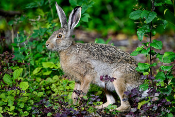 Hare