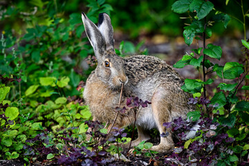 Hare