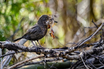 Blackbird is collecting nest building materials.