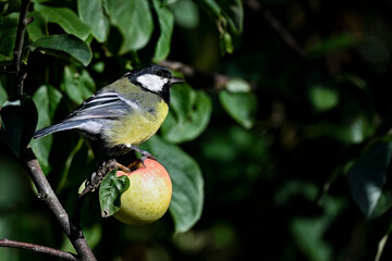 Great tit and an Apple