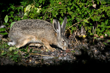 Young Hare is searching food