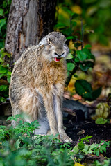 Hare yawning